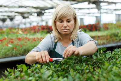 在温室里用剪刀照料栀子花的女人