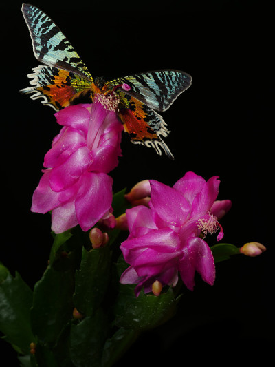 绿-黑-橘色黄蝶，长在Schlumbergera trunctata仙人掌的粉红色花上