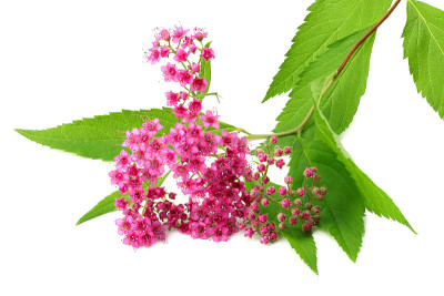 粉红色的花，绿叶孤立在白色的背景上。俯视图