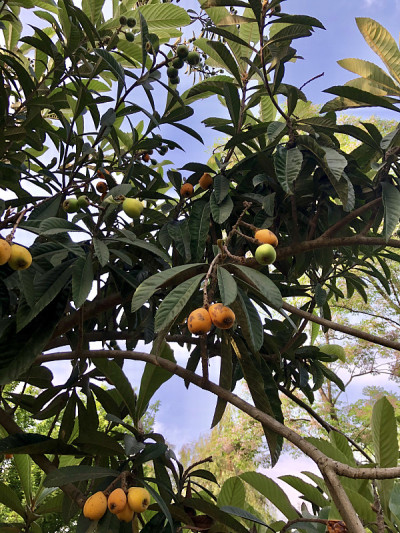 枇杷果实
