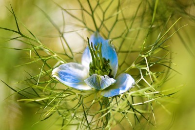 黑草花(黑草花)。