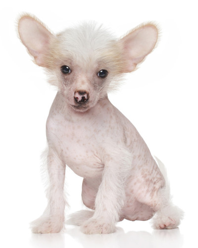 中国冠毛犬小狗