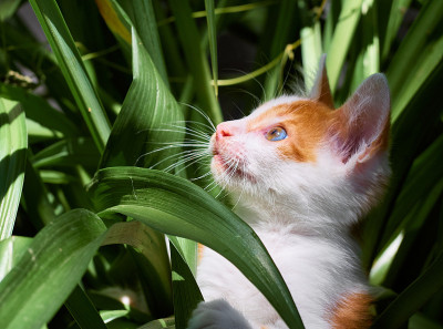 草丛里的小猫。