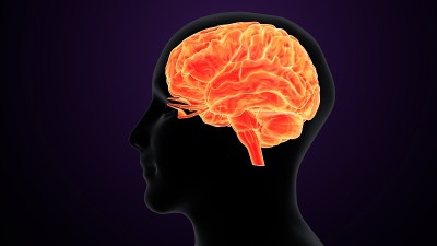 人脑交叉解剖学的三维渲染