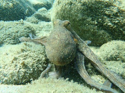 普通章鱼(octopus vulgaris)狩猎
