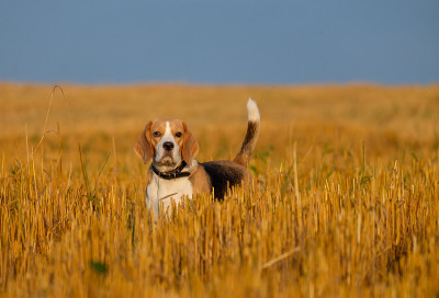 小猎犬在麦茬地里