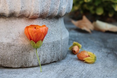 花和自然