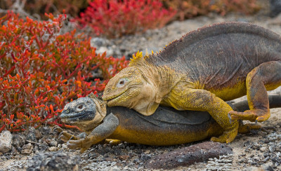 Two land iguanas are fighting with each other.