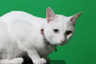 白色的猫