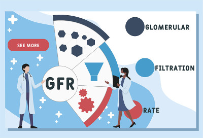 矢量网站设计模板。肾小球滤过率(GFR)