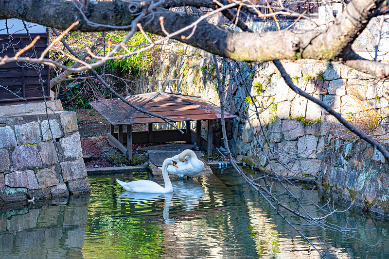 野天鹅在池塘里游泳