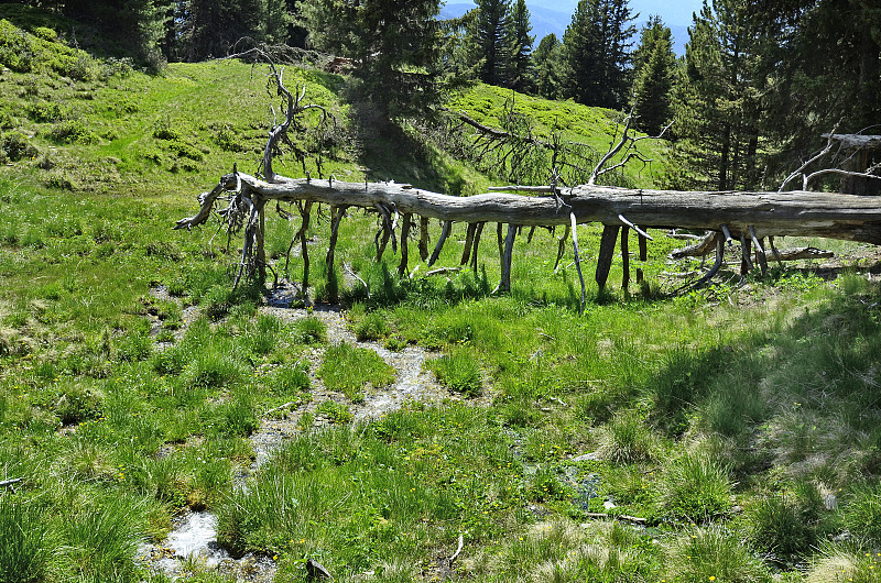 Austria_Tyrol_forest