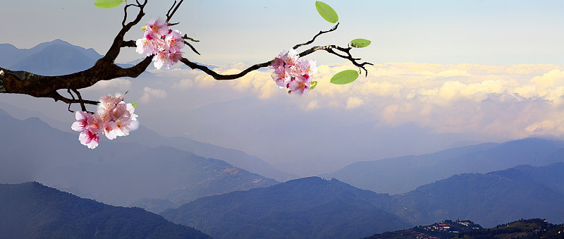 漂亮的樱花背景