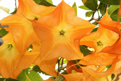 月亮花