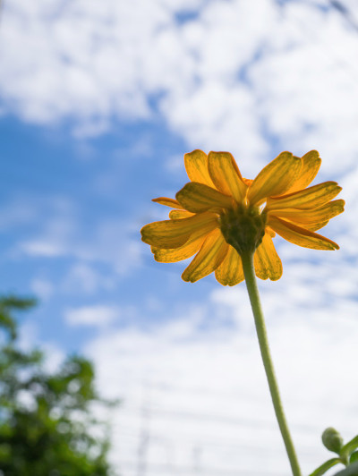 Yello花园zinnia