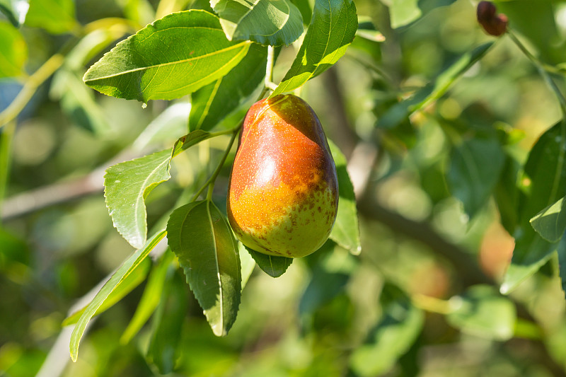 在枣树上的果实。Ziziphus jujuba)