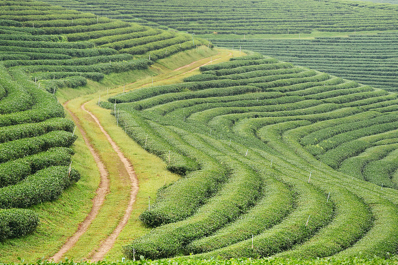 北方的茶园景观