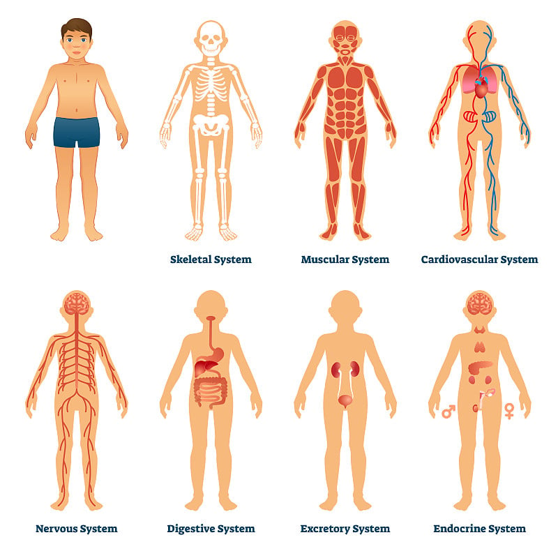 人体器官系统矢量图。解剖标记集合集。