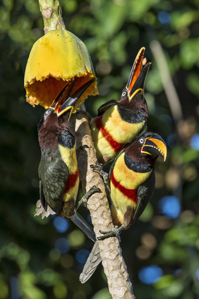 三个Chestnut-eared Ara吗?阿里斯