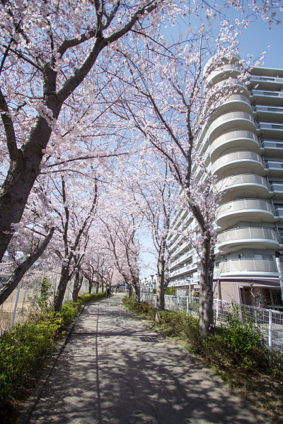 樱花