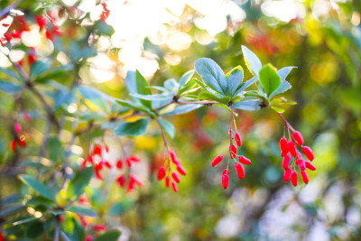 小檗(barberry)的一个分支的特写