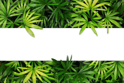 空白白纸和热带树叶顶视图孤立