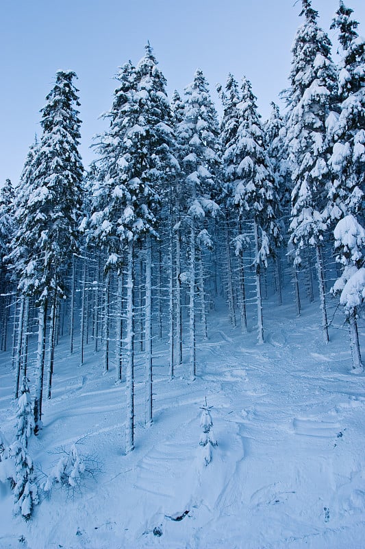 斯克日兹恩山山坡上被雪覆盖的云杉林