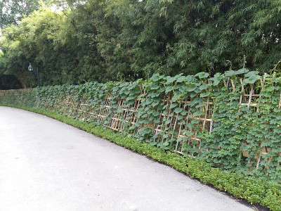 常春藤苗圃竹篱