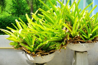 Bromeliad, Mae Fah休闲花园