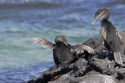 不会飞的鸬鹚(Phalacrocorax harrisi)，费尔南迪纳，加拉帕戈斯群岛，厄瓜多尔