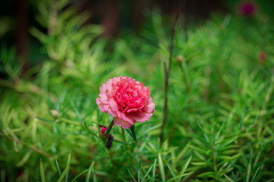 美丽的小猫花或苔藓玫瑰在自然光下在早晨。(复古效果,软焦点)