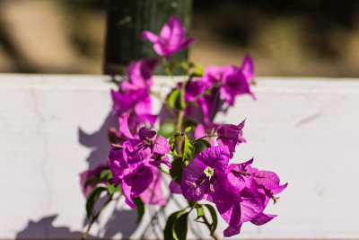 叶子花属花