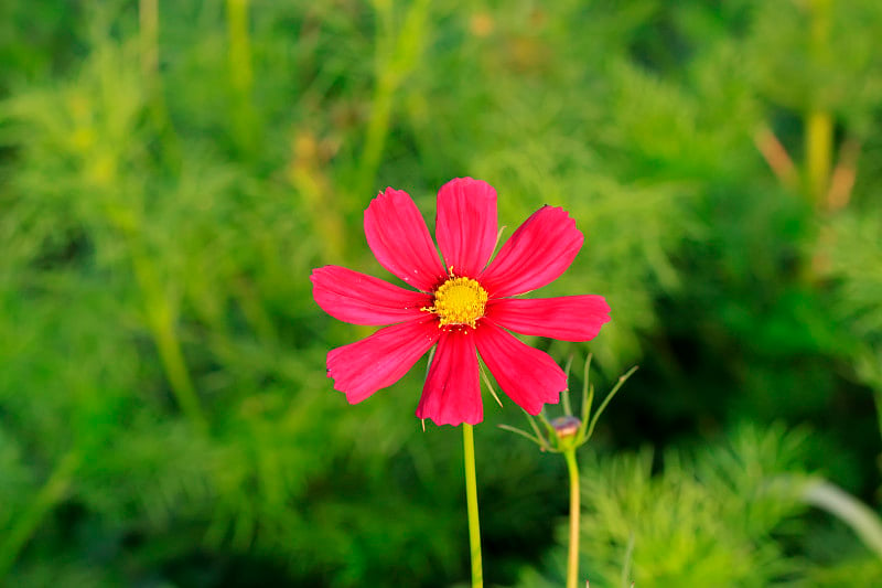 花园里的嘎桑花