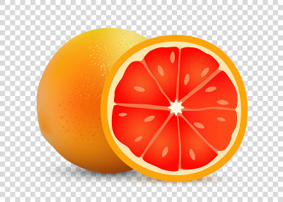 Grapefruit vector illustration of transparent back