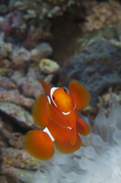 刺颊海葵鱼