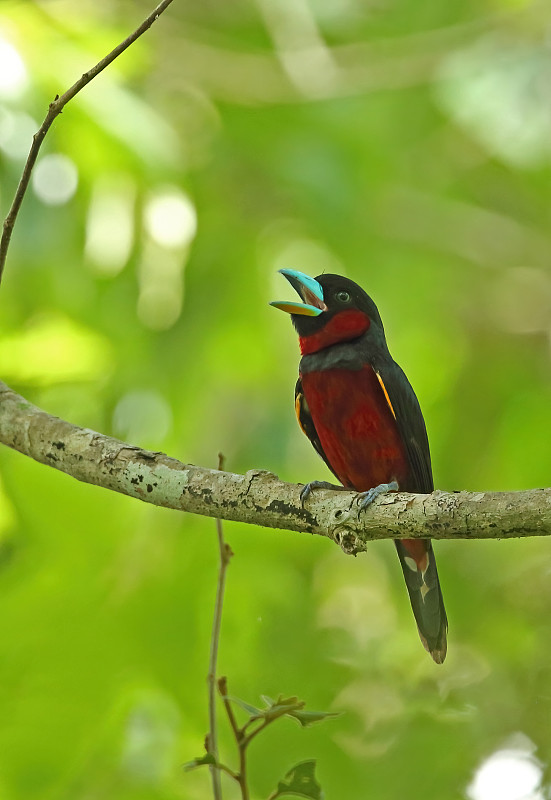 韵味Broadbill