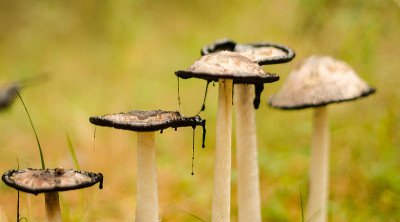 Inky coprinus