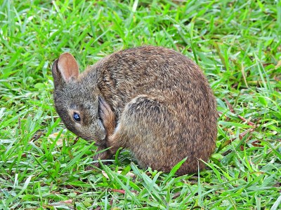 沼泽兔(Sylvilagus palustris)清洗它的后腿