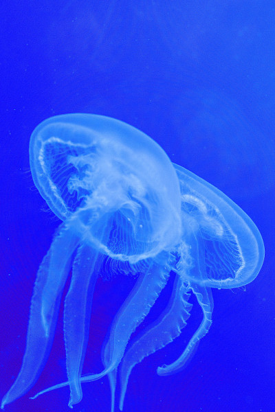 白色的水母漂浮在蓝色的水族箱里