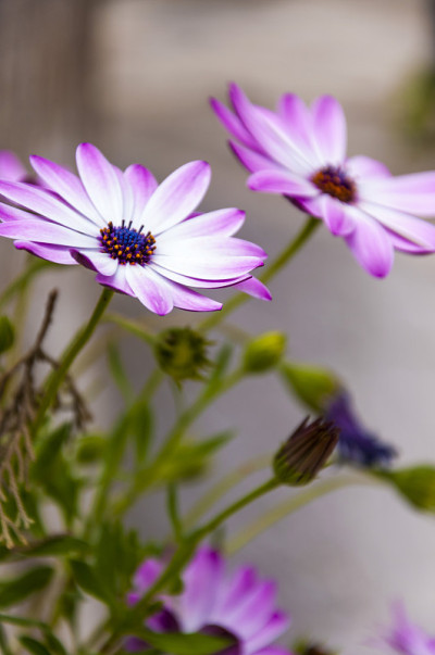 玛格丽特雏菊