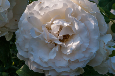 芬兰坦佩雷植物园的Rose Kosmos