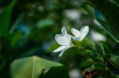 白色的花朵