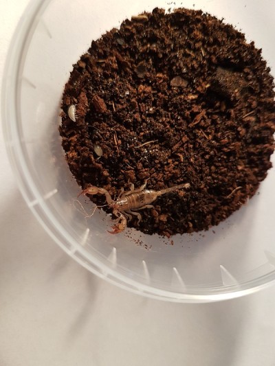 蝎子动物宝宝