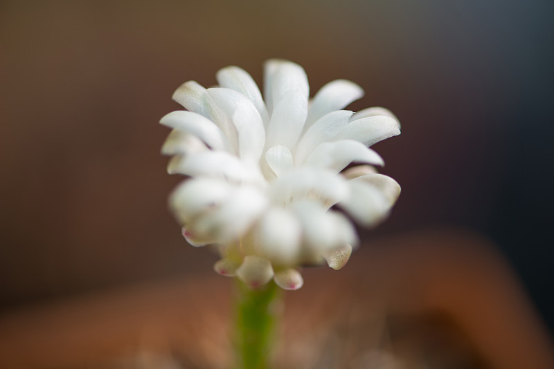 仙人掌花