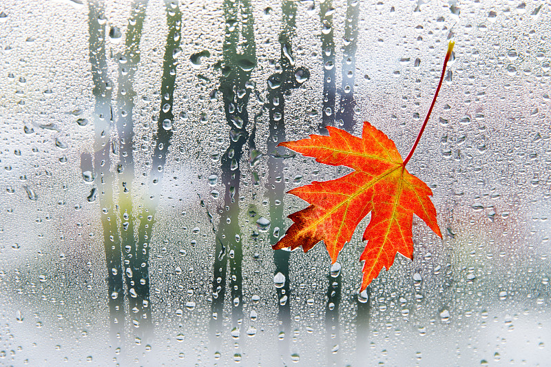 雨天的天气。秋天枫红色的叶子在玻璃上与自然水滴，从房子的视野，复制空间