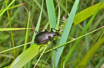 甲虫carabus (Calosoma)