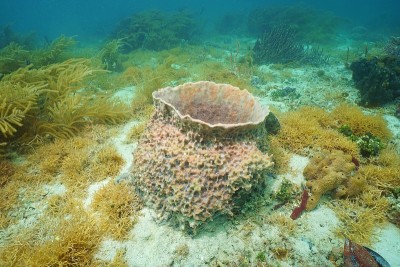 水下生物巨大的海绵桶