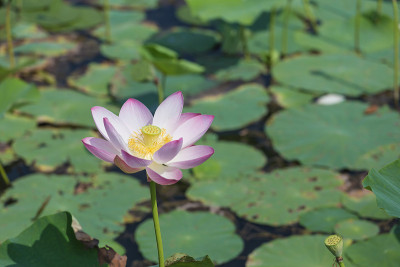 美丽的莲花