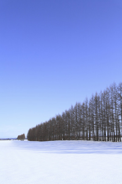 落叶松防风林的雪