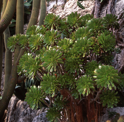 Aeonium